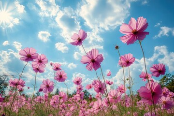 Bright pink cosmos flowers blooming under a partly cloudy blue sky with the sun shining, evoking a peaceful and vibrant spring day