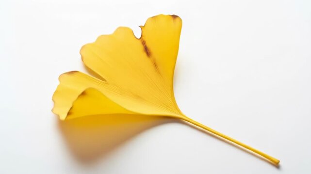 Close-up of a radiant, yellow ginkgo leaf with its intricate veins against a plain white background