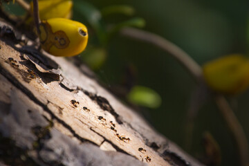 A swarm of ants is walking on the bark.