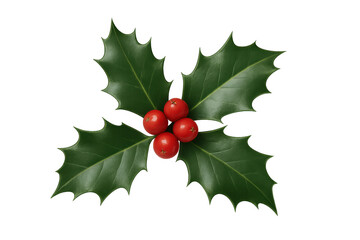 Holly leaves and red berries celebrating winter holidays