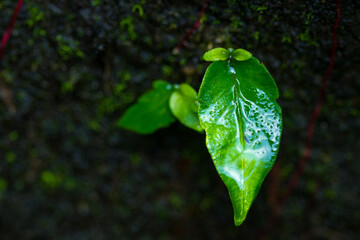 green leaf with water drops