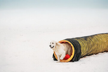 White Labrador Dog Training Outside At Winter Season. Dog running Through tube In Snow During Agility Dog Training At Winter Season