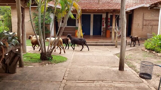 rebanho de ovelhas