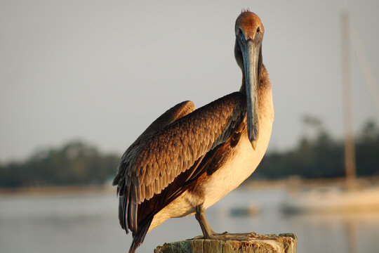 Pelican perching above a bay