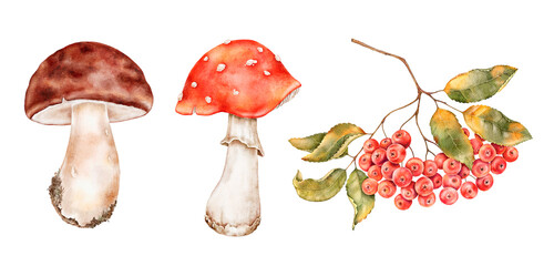 Watercolor illustration of boletus and fly agaric mushrooms with a branch of red rowan berries. Perfect for autumn cards, packaging, textile prints, stickers, and seasonal stationery projects.