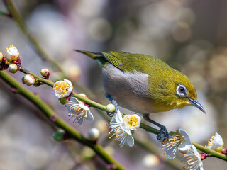 白梅の花を見つめるメジロ
