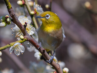 白梅の花を見つめるメジロ