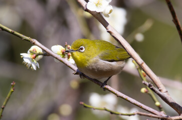 梅の花とメジロ