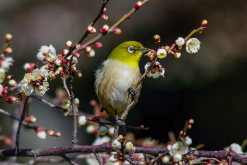 白梅にとまるメジロ