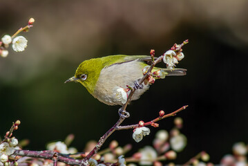 白梅にとまるメジロ