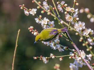 梅の花とメジロ