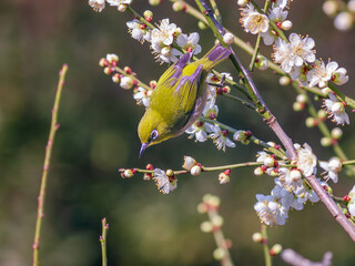 梅の花とメジロ