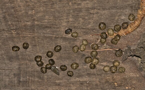 Dried rabbit scat droppings feces animal tracking and identification nature wildlife wilderness.