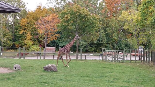 Girafa