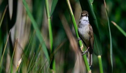 Great reed warbler // Drosselrohrsänger (Acrocephalus arundinaceus) 