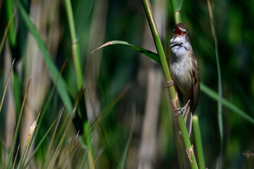 singing Great reed warbler // singender Drosselrohrsänger (Acrocephalus arundinaceus) 