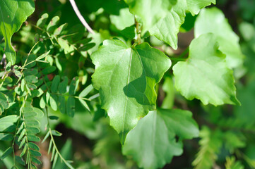 Asteraceae, climbing hempweed or Mikania cordata Burm f B L Robinson or Mikania micrantha or  Mikania scandens or weed