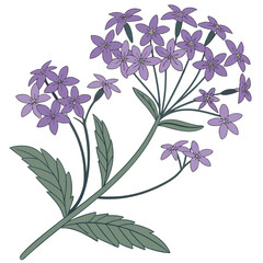 Floral Illustration: A detailed artistic depiction showcases a vibrant purple verbena flower with its delicate petals, lush green leaves, and elegant stem.