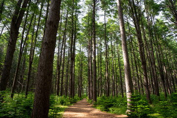 美しいカラマツ林の風景