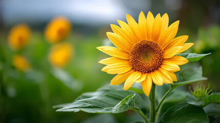 Obraz premium Sunflower Plant with Yellow Petals