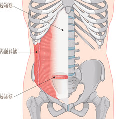 腹横筋、内腹斜筋のイラスト transversus abdominis illustration