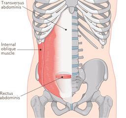 腹横筋、内腹斜筋のイラスト transversus abdominis illustration