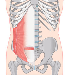 腹横筋、内腹斜筋のイラスト transversus abdominis illustration