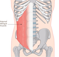 内腹斜筋のイラストinternal oblique muscle illustration