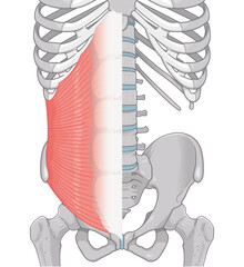 内腹斜筋のイラストinternal oblique muscle illustration