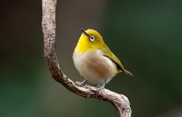 枝にとまるメジロのポートレート
