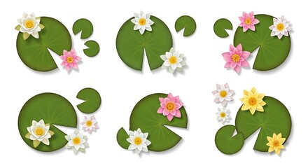 Water lilies and lily pads illustration on a white background