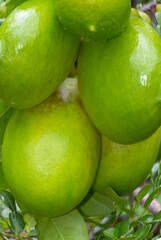 Citrons verts