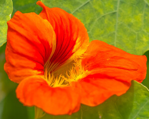 Obraz premium Fleur de capucine 