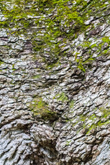 Gros plan sur écorce de chêne 