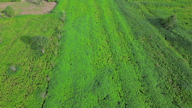 Green tapioca in the Garden