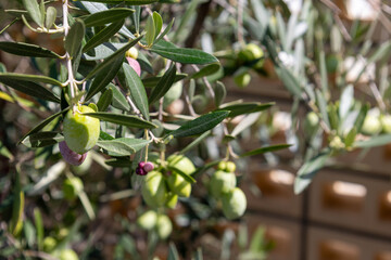 オリーブの木と実