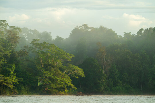 Misty Morning Over Borneo Rainforest with River and Fog Layers