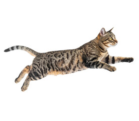 Cat floating in mid-air on white background.PNG format