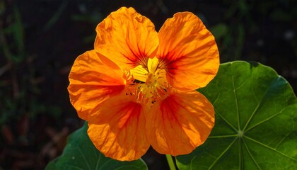 Radiant Nasturtium Blossom - A Close-Up of Vibrant Orange Petals and Delicate Details.