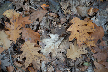 Brown fallen oak leaves on the ground in autumn, concept of nature and seasonal change.