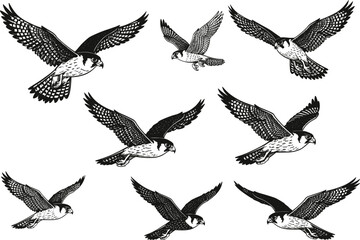 Falcon silhouette illustrations in flight, black vector birds with spread wings, dynamic wildlife poses, detailed feathers, raptor anatomy, aerial motion concept