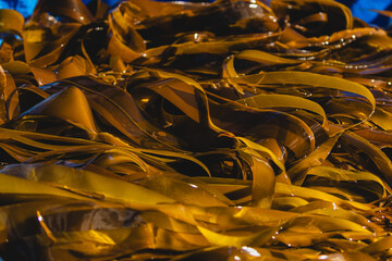 Bull Kelp collection in the Pacific Ocean, BC, Canada, Pacific North West . © Jessica