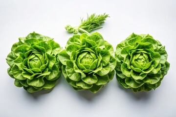 Fototapeta premium Three vibrant green butter lettuce heads arranged in a row, complemented by a sprig of fresh herbs, on a minimalist white background