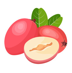 Carissa Macrocarpa or Natal Plum Fruits Illustration Isolated on White Background