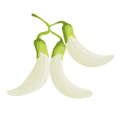 Sesbania Gradiflora or Bunga Turi Illustration Isolated on White Background