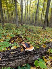A mushroom growing on a fallen tree in the woods