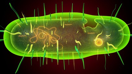 Human bacteria anatomy. 3d illustrations