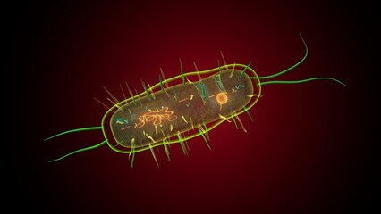 Human bacteria anatomy. 3d illustrations