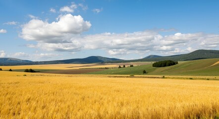 Obraz premium field of wheat