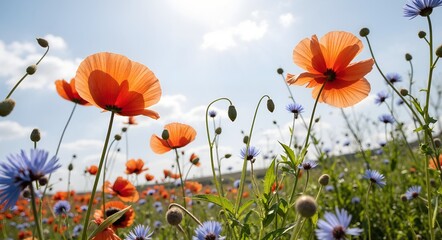 field of poppies